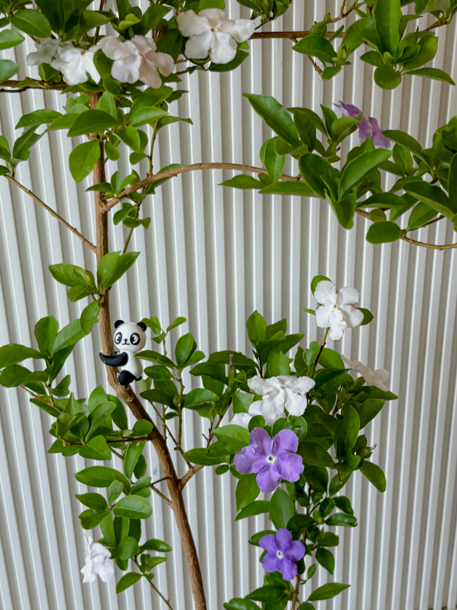 IMG_5454.png